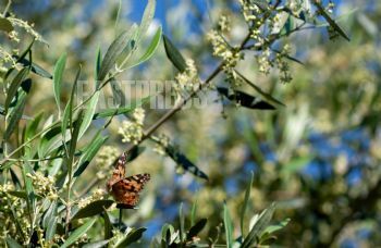 EA337719, Eastpress, Chania, Greece